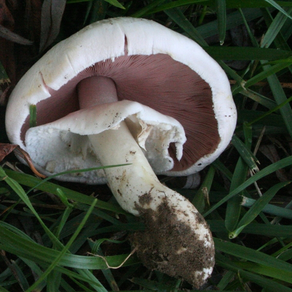 Slika Agaricus pilatianus