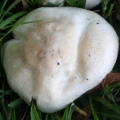 Slika Agaricus pilatianus