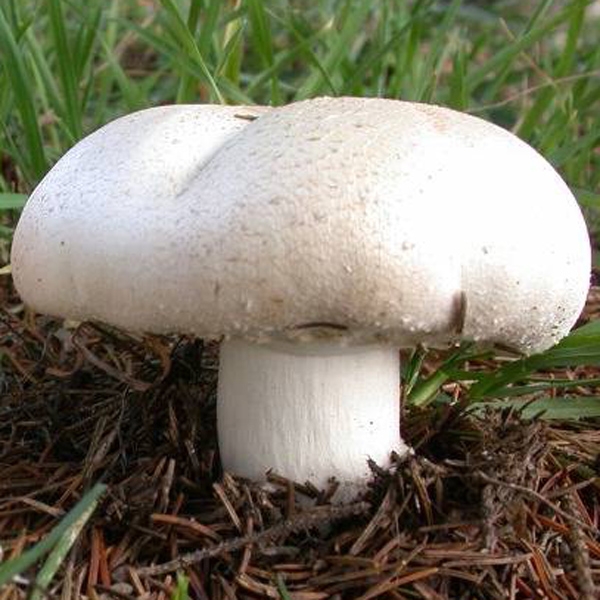 Slika Agaricus macrocarpus