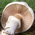 Slika Agaricus macrocarpus