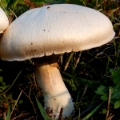 Slika Agaricus fissuratus