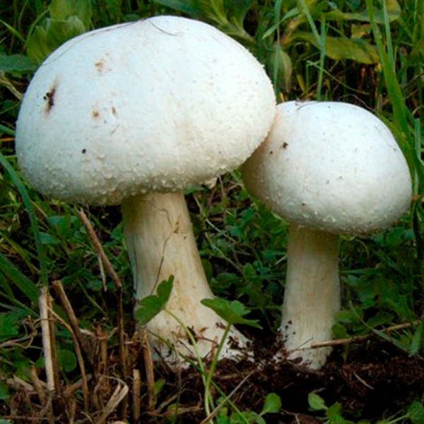 Slika Agaricus fissuratus