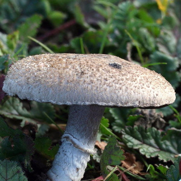 Slika Agaricus cupreobrunneus