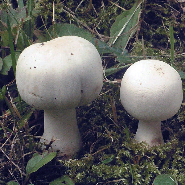 Slika Leucoagaricus pudicus