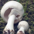 Slika Leucoagaricus pudicus