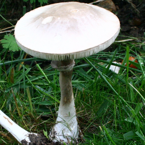 Slika Leucoagaricus leucothites