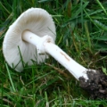 Slika Leucoagaricus leucothites