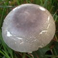 Slika Leucoagaricus cinerascens