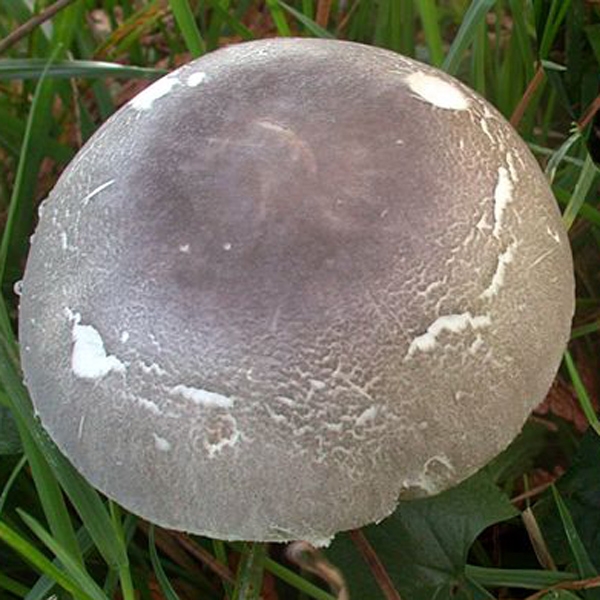Slika Leucoagaricus cinerascens