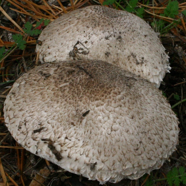 Slika Leucoagaricus macrorhizus