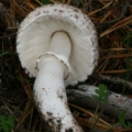 Slika Leucoagaricus macrorhizus