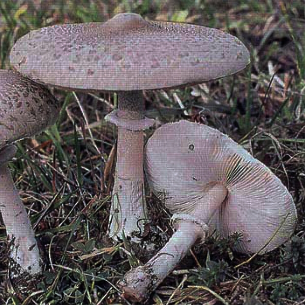 Slika Macrolepiota umbonata