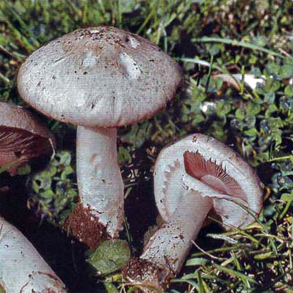 Slika Agaricus aestivalis
