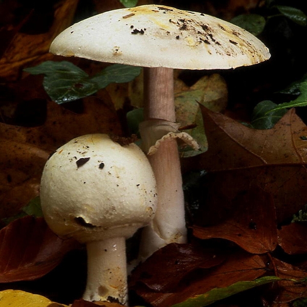 Slika Agaricus silvicola
