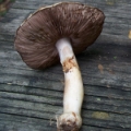 Slika Agaricus abruptibulbus