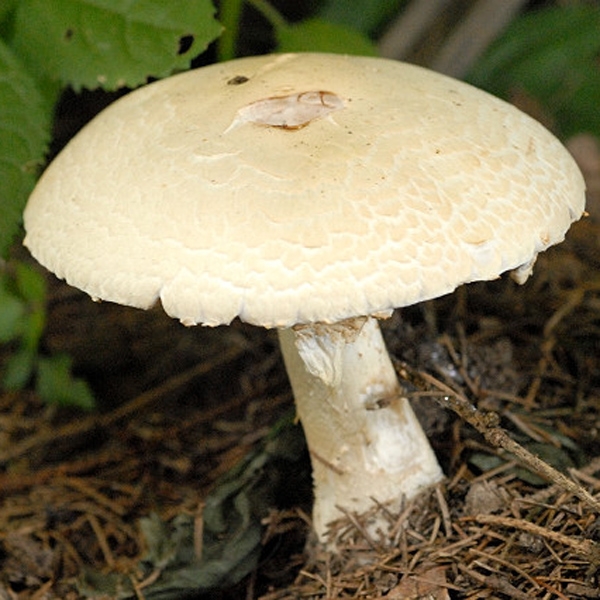 Slika Agaricus excellens