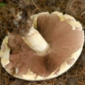 Slika Agaricus excellens