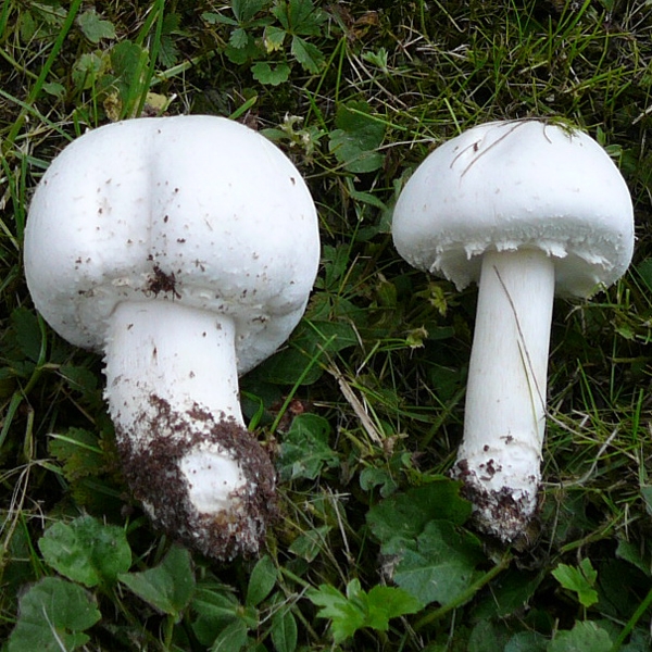 Slika Agaricus arvensis