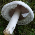 Slika Agaricus arvensis