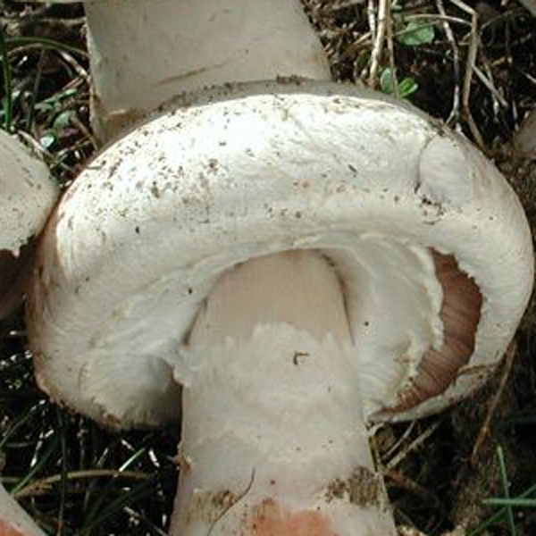 Slika Agaricus spissicaulis