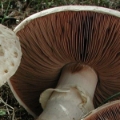 Slika Agaricus spissicaulis