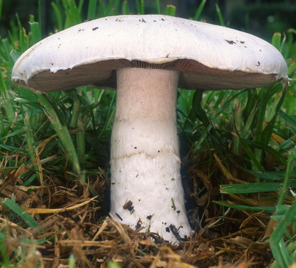 Slika Agaricus campestris