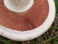 Slika Agaricus campestris