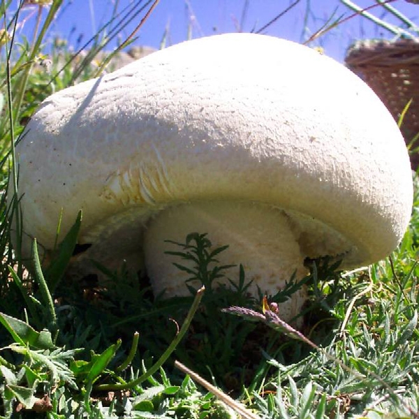Slika Agaricus macrosporus