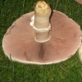 Slika Agaricus macrosporus