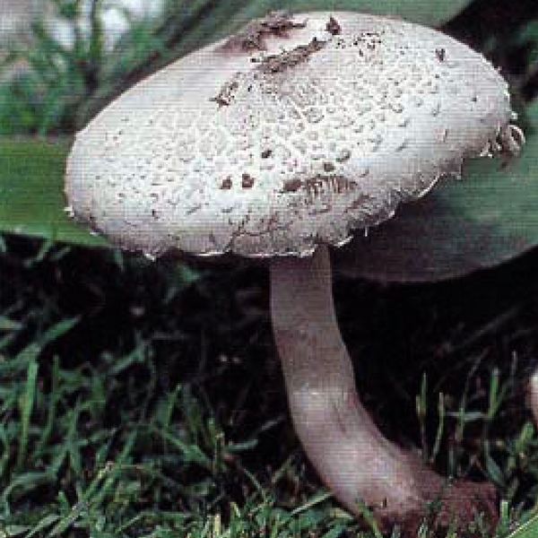 Slika Leucoagaricus carneifolius