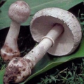 Slika Leucoagaricus carneifolius