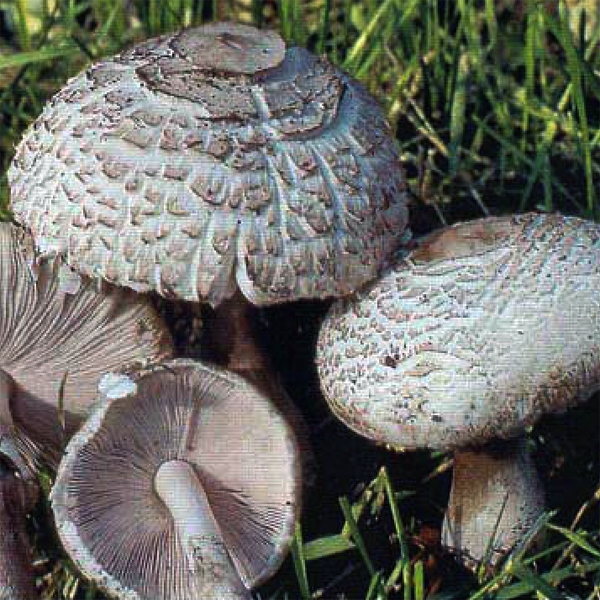 Slika Leucoagaricus littoralis