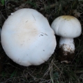 Slika Agaricus nivescens