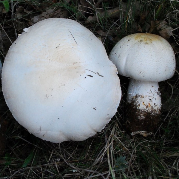 Slika Agaricus nivescens