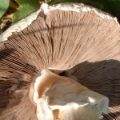 Slika Agaricus nivescens