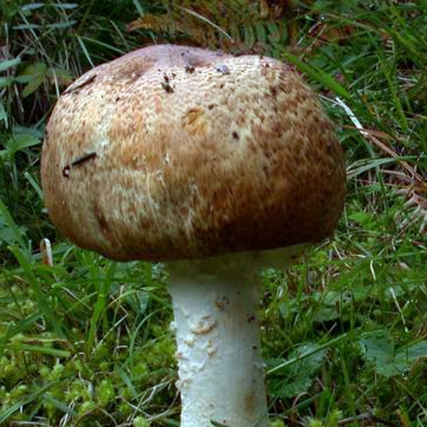 Slika Agaricus perrarus