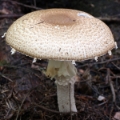 Slika Agaricus augustus