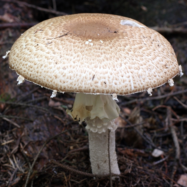Slika Agaricus augustus
