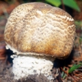 Slika Agaricus augustus