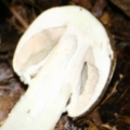 Slika Agaricus augustus