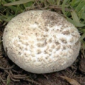 Slika Agaricus bernardii