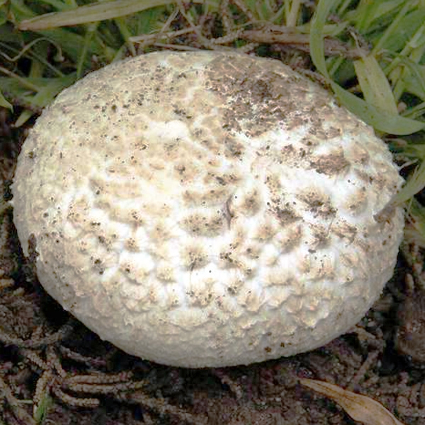 Slika Agaricus bernardii