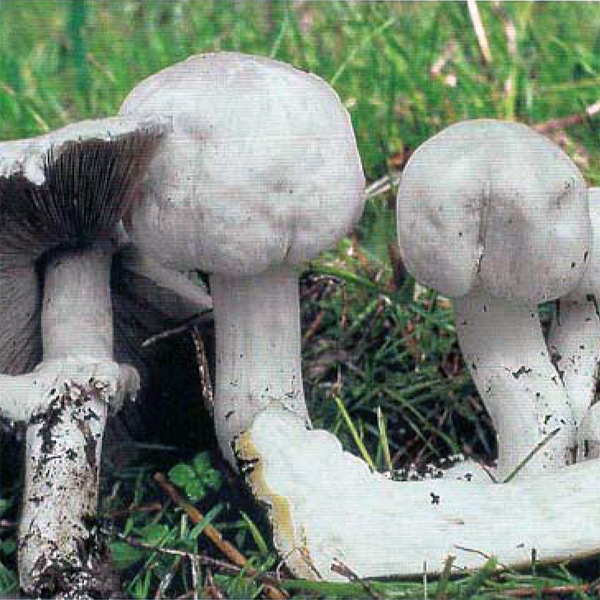 Slika Agaricus xanthoderma