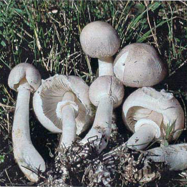 Slika Agaricus xanthoderma var. griseus