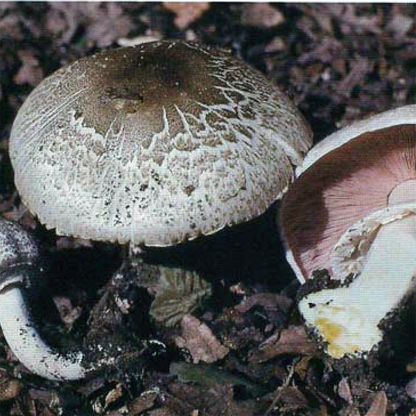 Slika Agaricus xanthoderma var. meleagris