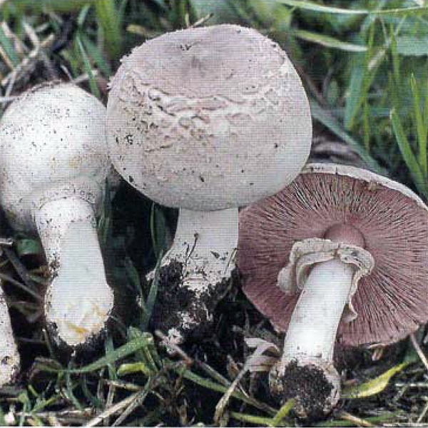 Slika Agaricus xanthoderma var. lepiotoides 