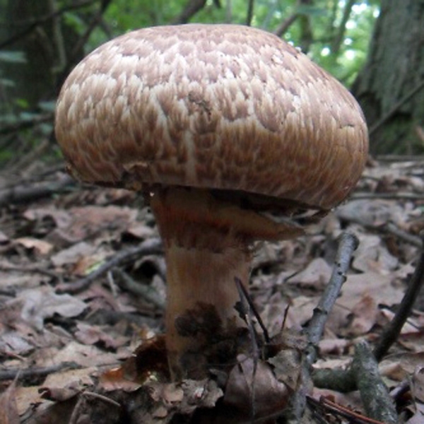 Slika Agaricus bohusii