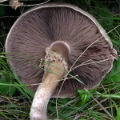 Slika Agaricus bohusii