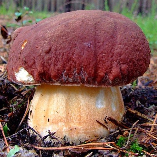Slika Boletus pinophilus