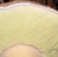 Slika Boletus pinophilus